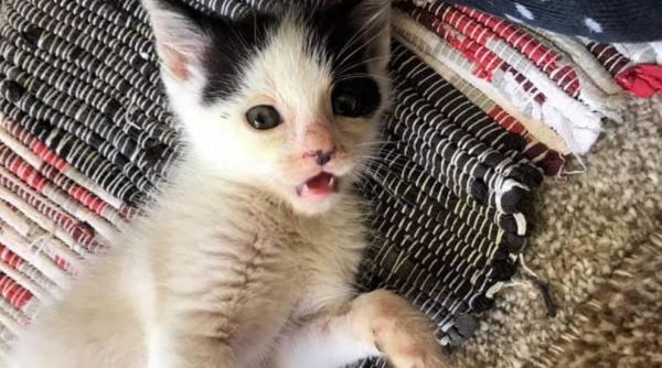 Covid transmis de la animal la om: O pisică a strănutat în fața veterinarului și l-a infectat