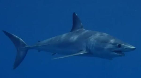 Cel mai rapid rechin din lume, surprins aproape de o plajă aflată lângă Barcelona. Mai multe plaje au fost închise