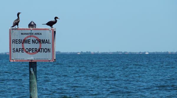 Pedalând spre visul american: Trei migranți interceptați în apele Floridei la bordul unei plute confecționate dintr-o mașină de jucărie cu pedale