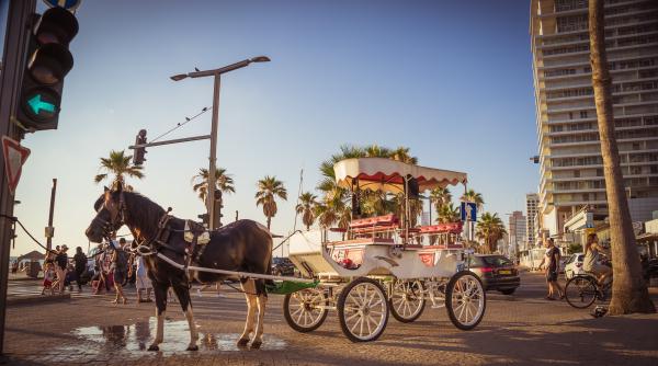 Moment îngrozitor în care un cal se prăbușește în timp ce trage o trăsură turistică în Spania pe o căldură de 40 de grade Celsius. VIDEO