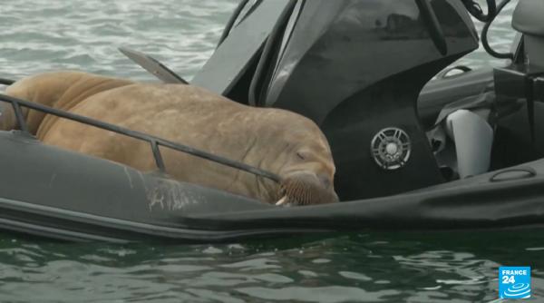 Freya, morsa de 600 kg, face senzație în Norvegia