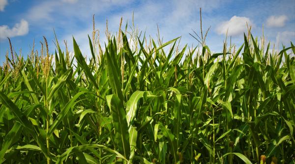 Vrancea: Cultura de porumb - 100% calamitată pe suprafeţele neirigabile din judeţ