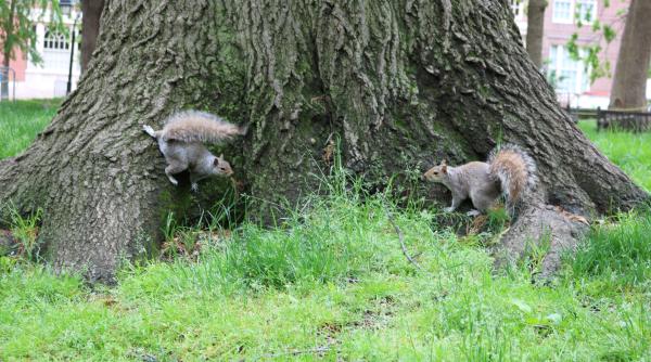 Anglia. Un stejar vechi de 500 de ani, care urma să fie tăiat în cadrul unui proiect rutier, salvat de protestatari