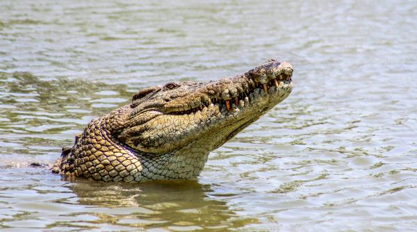 O înregistrare video șocantă arată cum turiștii din Australia ignoră avertismentele privind crocodilii de pe malul unui râu infestat