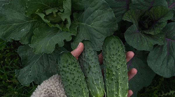 Dulceaţă savuroasă de castraveţi: un preparat pe care ar trebui să îl încercați neapărat 