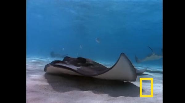 Ascultați PRIMELE sunete ale unui Myliobatoidei: Sunetul scos de pește este probabil un mecanism de apărare