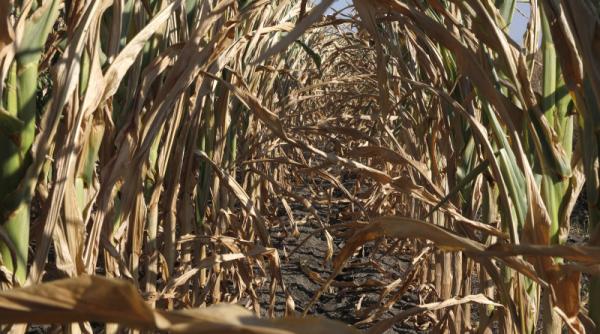 Ministerul Agriculturii publică cifrele dezastrului: Seceta a afectat 231.704 hectare în 28 judeţe