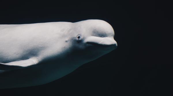 Celebra balena beluga descoperită în fluviul francez Sena, a murit în timpul ultimei încercări de salvare