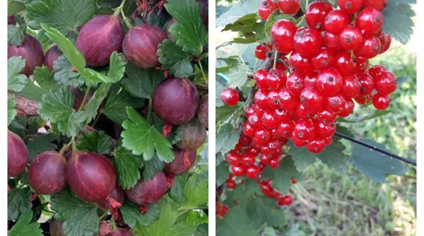 Cele mai sănătoase trei fructe pentru alimentație. Ele sunt fructele lunii august 