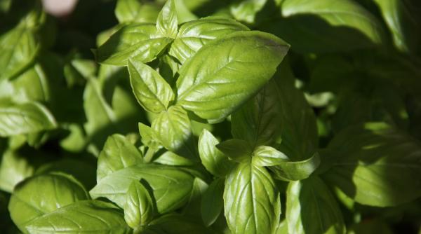 Iată câteva trucuri simple pentru a vă face propriul sos pesto perfect. Primul pas, cultivarea ingredientelor