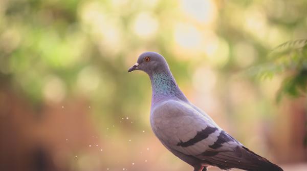 România este în Top 5 mondial, prin rezultatele porumbeilor voiajori