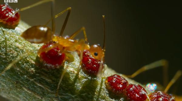 Furnicile nebune galbene terorizează oamenii din mai multe sate: „Se cațără pe noi. Nici măcar nu putem duce apă de băut“