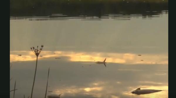 Misterul peştilor morți din fluviul Oder: Polonia are o primă ipoteză 