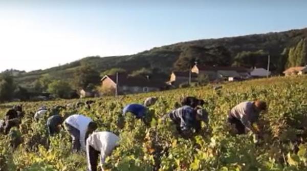 Criză de culegători de struguri în România. Ofertele de muncă din Germania sau Italia, mult mai tentante pentru români