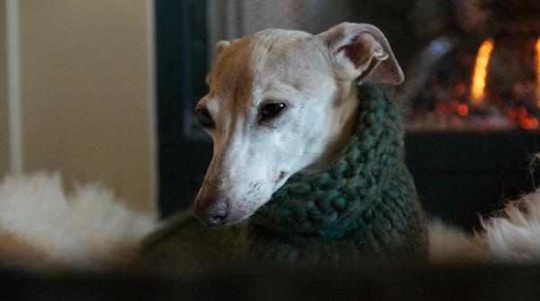 Un câine a luat variola maimuței. Ce înseamnă acest lucru pentru animalele noastre de companie și pentru alte specii?