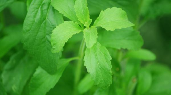 Aceste plante te ajută să scapi de dependența de zahăr: folosește-le și bucură-te de rezultate