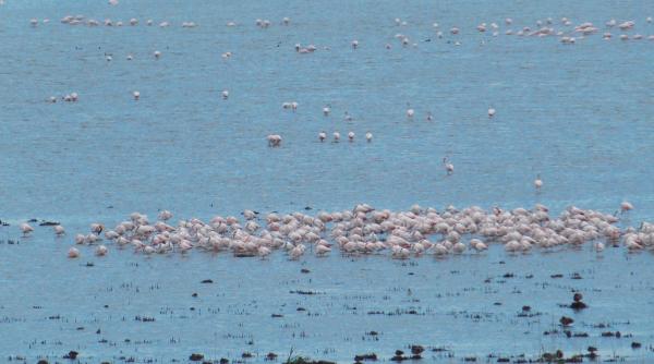 FOTO - Sute de păsări flamingo au aterizat în Delta Dunării. Înaripatele ar fi ajuns în România din cauza războiului din Ucraina