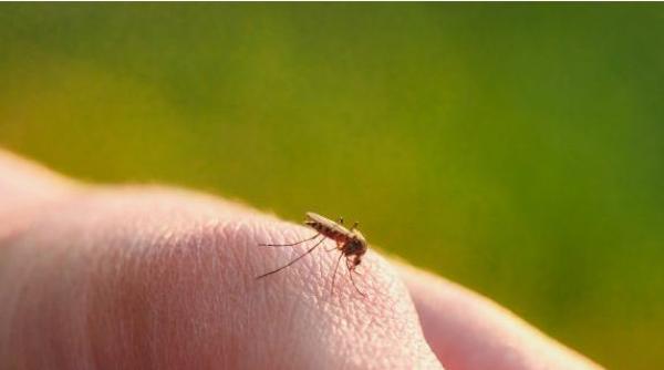 Cinci persoane infectate cu West Nile în România, în doar câteva zile