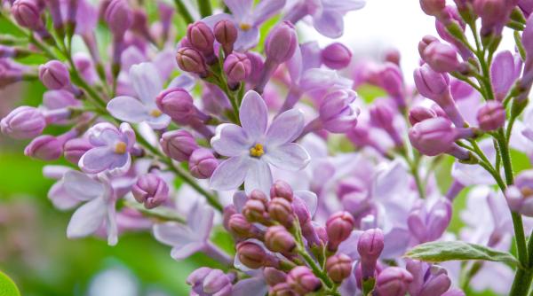 Austria. Român, condamnat la închisoare după ce a cules liliac dintr-o curte pentru soția sa 