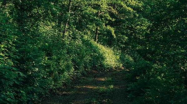 Adolescent român, plecat la cules de ciuperci, rătăcit în pădure