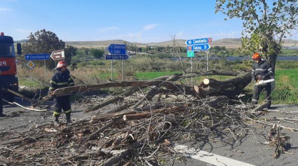 Vremea face ravagii în țară. Zeci de copaci, doborâți de vânt peste mașini în București, Constanța și Tulcea