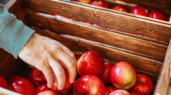 Belgia. Zeci de sezonieri români, exploatați la o fermă: Neplătiți și nevoiți să mănânce doar merele pe care le culegeau