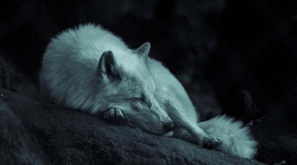 Nouă descoperire în lumea științei. Lupii pot manifesta atașament față de oamenii familiari, la fel ca și câinii