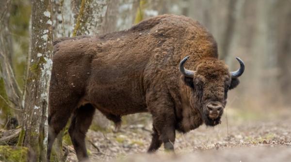 28 de zimbri au fost reintroduși în munții Făgăraș. Animalele s-au adaptat perfect în sălbăticie