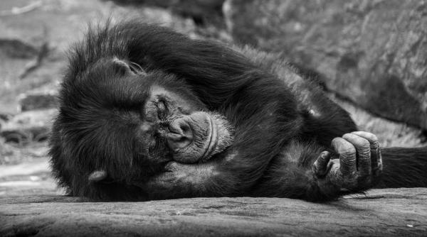 Fana, cea mai bătrână membră a unui trib de cimpanzei pe cale de dispariție, a murit în Guineea la vârsta de 71 de ani