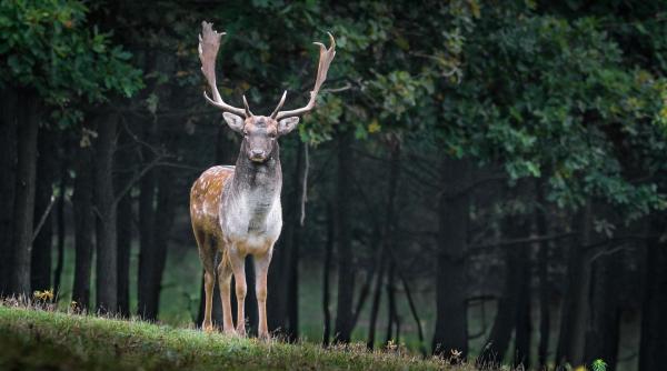 Spania. Muncitor român, lăsat fără suflare după ce a fost atacat de un cerb