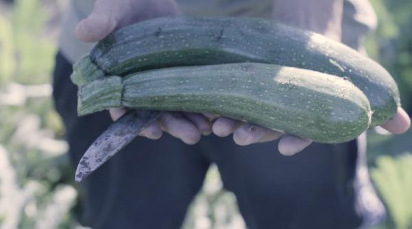 „Ne chinuim până apune soarele”. Muncitorii români din Suedia, exploatați pe câmpurile agricole: „Ne este prea frică să facem plângeri”