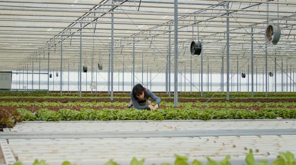 „O diferență de 4-5 euro pe oră”. Românii nu mai merg în Spania sau Italia. S-au schimbat preferințele: Țările aflate în top