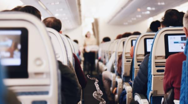 Șarpe în avion! Haosul izbucnește la clasa business la bordul unui zbor al companiei United Airlines