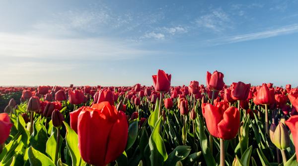 Un antreprenor din Olanda a trimis 120.000 de bulbi de lalele la Liov și Kiev: „Vor înflori la primăvară, pentru victoria ucrainenilor”