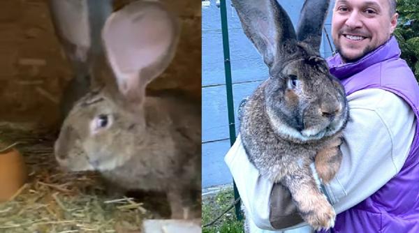 Un tânăr român din Banat creşte cei mai mari iepuri din România. Expozițiile din Germania, impresionate de exponatele sale