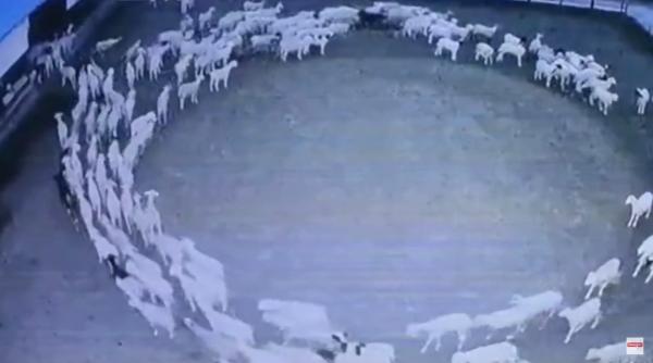 Misterul oilor care se plimbă în cerc de 12 zile fără oprire. Imaginile stranii au panicat oamenii, însă există o explicație VIDEO