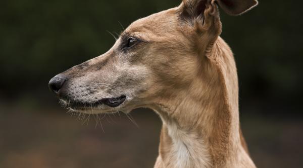 Opt români, suspecți de turbare, după contactul cu un câine infectat