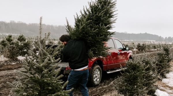 Atenție la brazii de Crăciun naturali, sau poți risca o infestare cu insecte. Postarea care a făcut ravagii pe internet