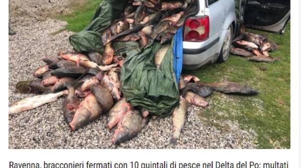 Italia. Trei români, prinși cu o tonă de pește în portbagaj. Nu aveau plase de pescuit în mașină: „Probabil au folosit dispozitive cu electroșoc”