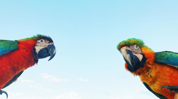 Belgia. Român, acuzat că a furat doi papagali de 14.000 de euro: „Este clar că nu au nicio dovadă pentru luatul păsărilor”