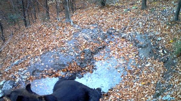 Viral. Ursuleț, filmat cum se bălăcește într-o balta din Bucegi. Video