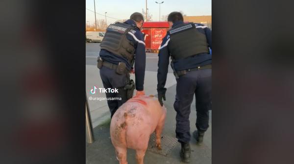 Jandarmeria franceză a confiscat un porc de la românii care se pregăteau să-l sacrifice. Imaginile zilei - VIDEO