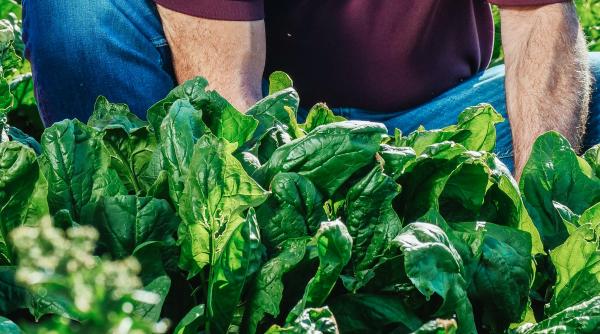 Alertă sanitară: Spanac toxic. Provoacă halucinații și delir. „Oamenii sunt destul de bolnavi, văd lucruri care nu sunt acolo“
