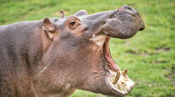 Un hipopotam a înghițit un băiat de doi ani. Miracolul a fost că l-a scuipat apoi viu și nevătămat