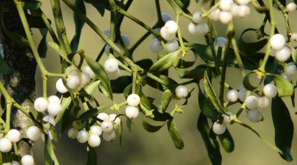 Vâscul, pus în casă de Revelion, aduce sănătate și belșug. Ce riști să pățești dacă nu respecți tradiția