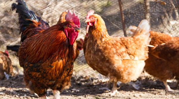 Alertă de gripă aviară în România. Măsuri împotriva răspândirii H5N1: Valul epidemic continuă să afecteze Europa