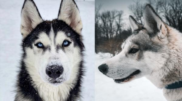 Cei doi husky pierduți din cauza viscolului în Italia își caută o nouă familie. Românul și-a dat viața pentru ei