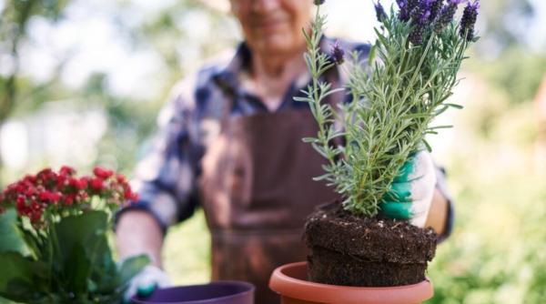 Patru plante vindecătoare pe care trebuie neapărat să le ții în casă: te salvează când te simți rău