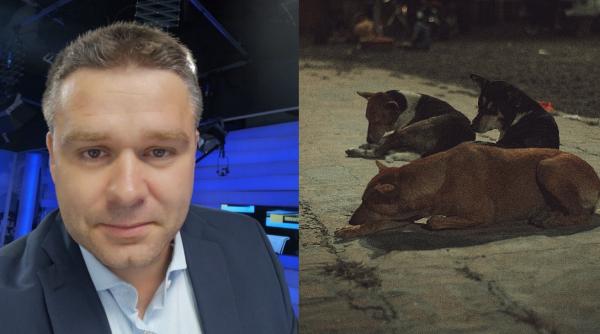 Ciprian Ciucu: Cine este responsabil legal cu strângerea și supravegherea câinilor maidanezi? Evident că ASPA