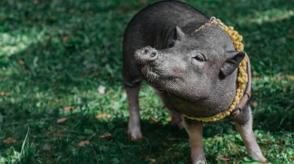 Val de revoltă, după ce noul stăpân al unui porc - ținut ca animal de companie de un cuplu - îl sacrifică și mănâncă: „A promis că îi va oferi dragoste și un cămin“